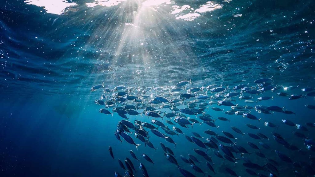 School of fish in the sea