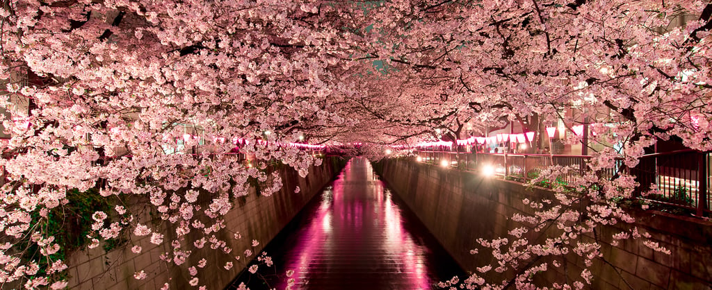 Pink blossom tree over street in Tokyo