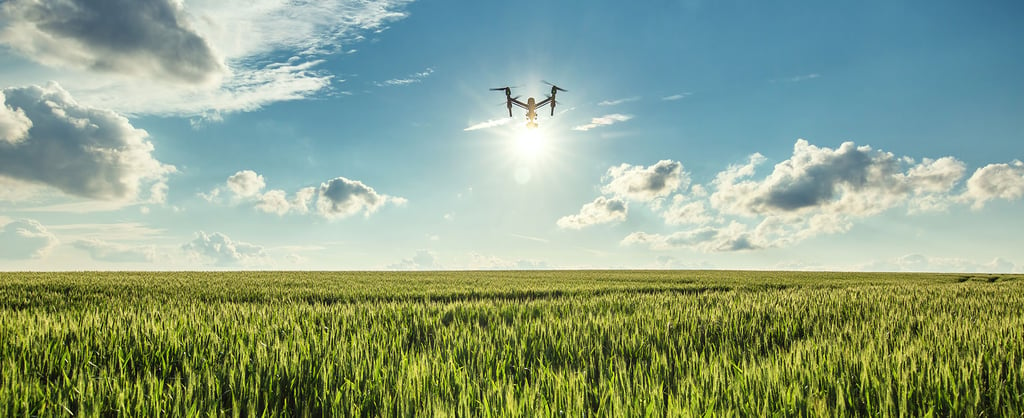 Drone over field of wheat