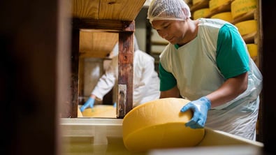 Man checking the quality of cheese