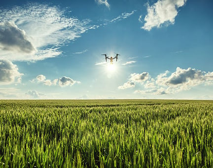 Drone over field of wheat