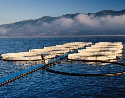 Fish farm