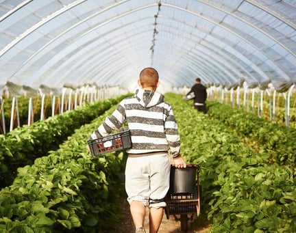 worker in field image