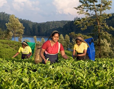 tea picking image