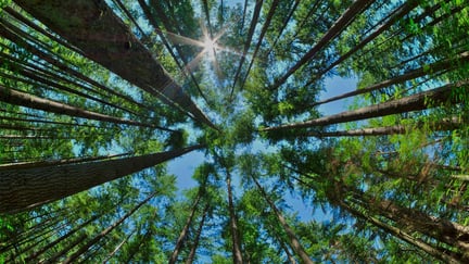 Forest canopy photographed from forest floor