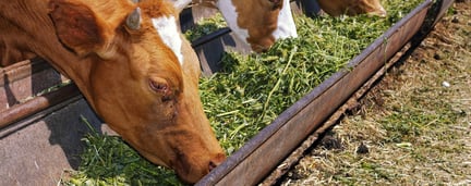 Animal feed Cows eating 1920x785