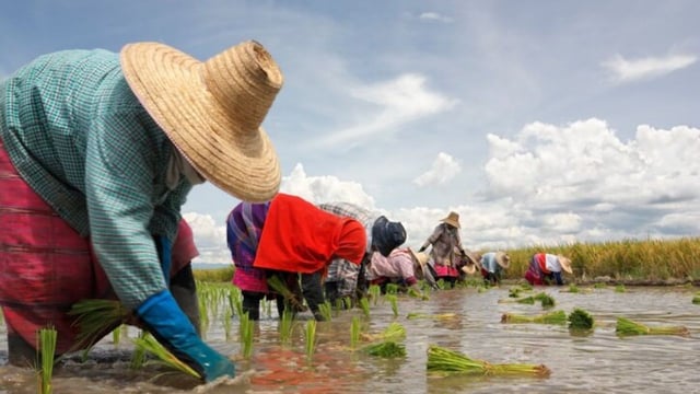 People working in paddy fields